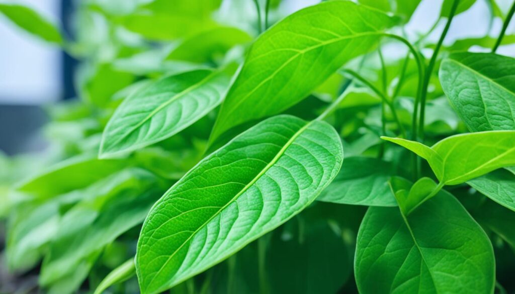 Ro plant medicinal properties